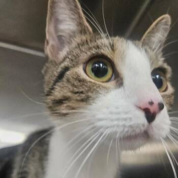 Faye -  Domestic Short Hair Cat for Adoption in Grantsville, Utah - Faye | PetCurious