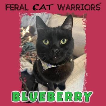 Blueberry -  Domestic Short Hair Cat for Adoption in Squamish, British Columbia - Blueberry | PetCurious