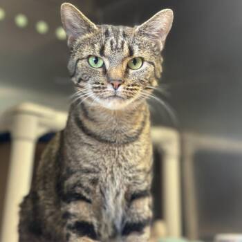 Epiphone -  Domestic Short Hair Cat Available for Adoption in Columbus, Ohio - Epiphone | PetCurious