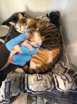 Domestic Short Hair Cats Available for Adoption in Douglasville, Georgia - Tulip | PetCurious
