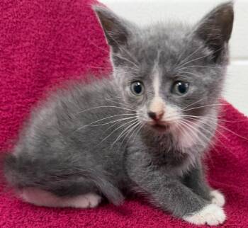 Marty -  Domestic Short Hair Cat for Adoption in Lagrange, Indiana - Marty | PetCurious