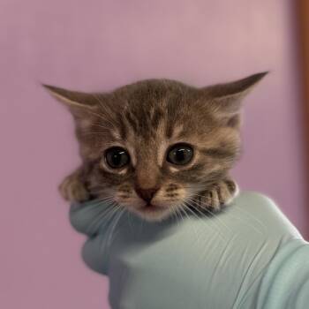 Domestic Short Hair Cats Available for Adoption in Redwood Valley, California - Rain | PetCurious