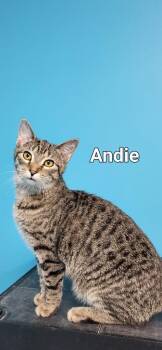 Andie -  Domestic Short Hair Cat for Adoption in Kendallville, Indiana - Andie | PetCurious
