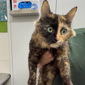 Missi -  Domestic Medium Hair Cat for Adoption in Columbiana, Alabama - Missi | PetCurious