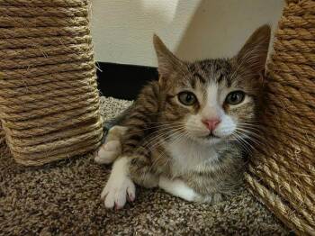 Rescue Domestic Short Hair Cats for Adoption in Santa Clara, California - GARBANZO | PetCurious