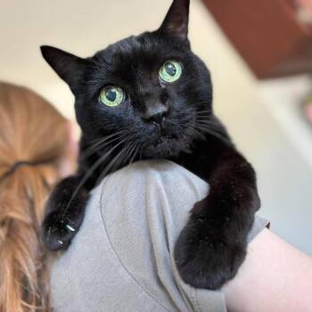Jiffy -  Domestic Short Hair Cat for Adoption in Ramona, California - Jiffy | PetCurious