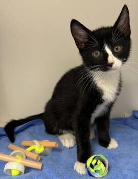 TUFFY -  Domestic Short Hair Cat for Adoption in Burbank, California - TUFFY | PetCurious
