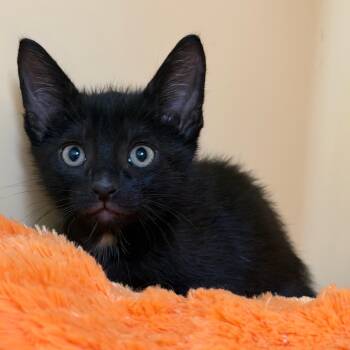 Davis -  Domestic Short Hair Cat for Adoption in East Hanover, New Jersey - Davis | PetCurious