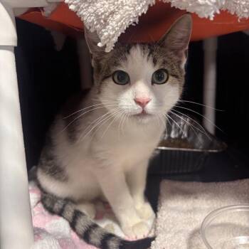 Quebec -  Domestic Short Hair Cat for Adoption in Salt Lake City, Utah - Quebec | PetCurious