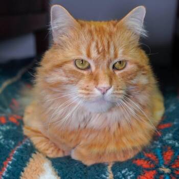 Domestic Medium Hair Cats Available for Adoption - Barney | PetCurious