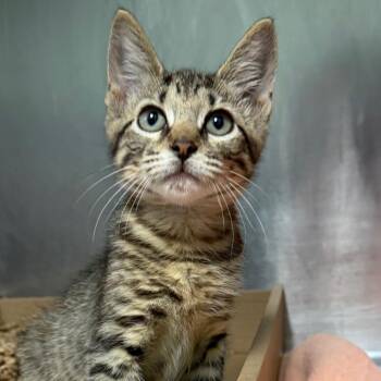 Acorn -  Domestic Short Hair Cat for Adoption in Newark, New Jersey - Acorn | PetCurious