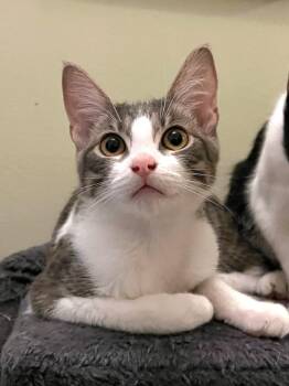 Rescue Domestic Short Hair Cats for Adoption in Villa Park, California - Opie | PetCurious