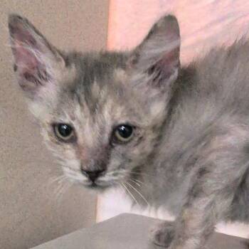 Urchin -  Domestic Medium Hair Cat for Adoption in Reno, Nevada - Urchin | PetCurious