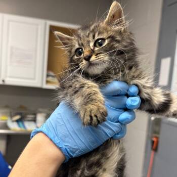 Domestic Medium Hair Cats Available for Adoption in Greenville, South Carolina - Wally | PetCurious