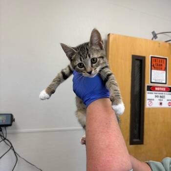 Domestic Short Hair Cats Available for Adoption in Columbiana, Alabama - Butterfly | PetCurious