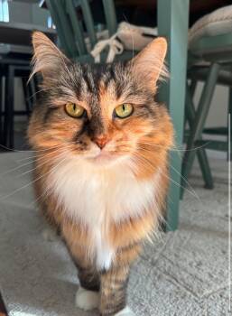 Domestic Medium Hair Cats Available for Adoption - Alpaca | PetCurious