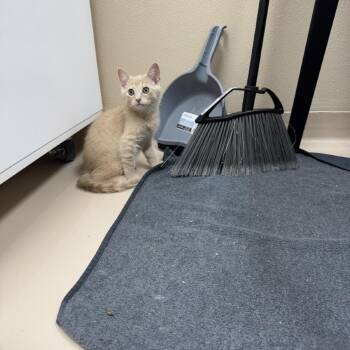 Marlin -  Domestic Short Hair Cat for Adoption in Mebane, North Carolina - Marlin | PetCurious