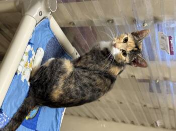 Rescue Calico and Tabby Cats for Adoption in Logan, Ohio - Jewel | PetCurious
