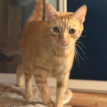 Biscotti (aka Tomato) -  Domestic Short Hair Cat for Adoption in Grantsville, Utah - Biscotti (aka Tomato) | PetCurious