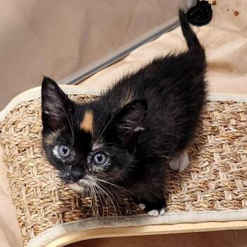 Argon -  Domestic Short Hair Cat for Adoption in Woodinville, Washington - Argon | PetCurious