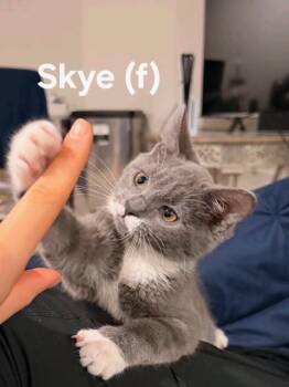 Sunshine and Skye - Bonded & Sweet 3 Months -  American Shorthair Cat for Adoption - Sunshine And Skye - Bonded & Sweet 3 Months | PetCurious