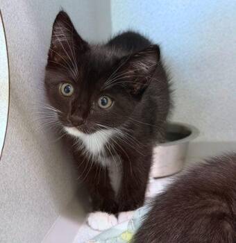 Bring Me Horizon -  Domestic Short Hair Cat for Adoption in Sacramento, California - Bring Me Horizon | PetCurious