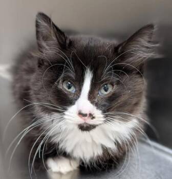 Yesteryear Farm -  Domestic Long Hair Cat for Adoption in Sherwood, Oregon - Yesteryear Farm | PetCurious