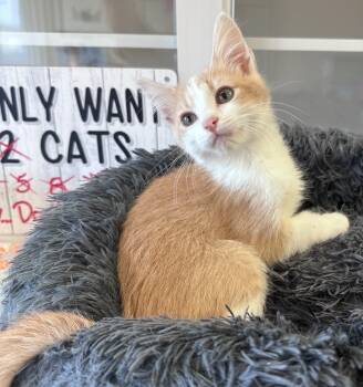 Rescue Domestic Short Hair Cats for Adoption in Waynesville, Missouri - Morgan | PetCurious