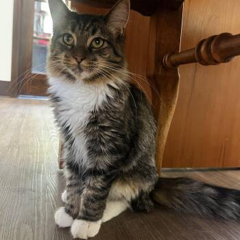 Clarissa -  Domestic Long Hair Cat for Adoption - Clarissa | PetCurious