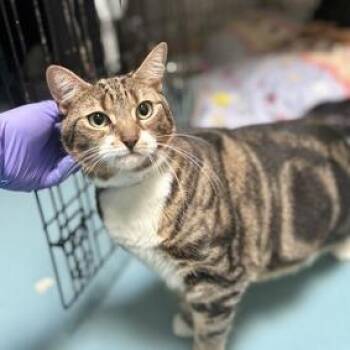 Lady Plump -  Bengal and Domestic Short Hair Cat for Adoption in New York, New York - Lady Plump | PetCurious