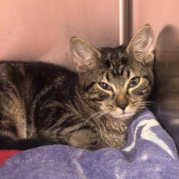 Zena -  Domestic Short Hair Cat for Adoption in Clifton, New Jersey - Zena | PetCurious