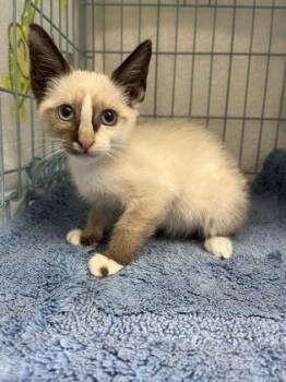 Aurora -  Domestic Short Hair Cat for Adoption in Gainesville, Florida - Aurora | PetCurious