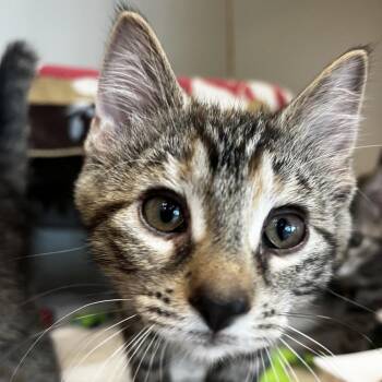 Marrette -  Domestic Short Hair Cat for Adoption in Fairport, New York - Marrette | PetCurious