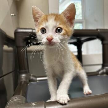 Springroll -  American Shorthair Cat for Adoption in Blue Ridge, Georgia - Springroll | PetCurious