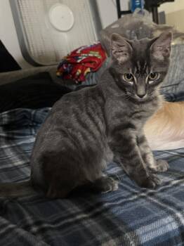 Romie -  Tabby Cat for Adoption in West Palm Beach, Florida - Romie | PetCurious