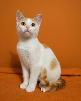 Rescue Domestic Short Hair Cats for Adoption in Quincy, Ohio - Gizmo | PetCurious