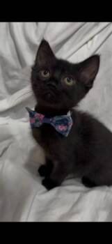 SPARKLE -  Domestic Short Hair Cat for Adoption in San Jose, California - SPARKLE | PetCurious