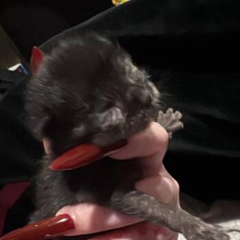 Stream -  Domestic Short Hair Cat for Adoption in Mt. Juliet, Tennessee - Stream | PetCurious