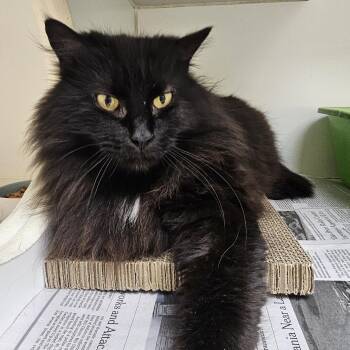 Domestic Long Hair Cats Available for Adoption in Norwalk, Connecticut - Page | PetCurious