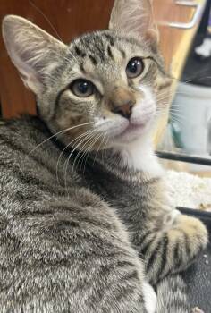 John Germann -  Domestic Short Hair and Tabby Cat for Adoption in Chandler, Arizona - John Germann | PetCurious