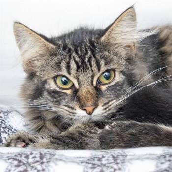 REX -  Domestic Medium Hair Cat for Adoption in St. Louis, Missouri - REX | PetCurious
