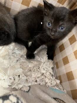 Domestic Short Hair Cats Available for Adoption in Palmetto, Florida - A135426 | PetCurious