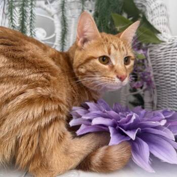 Tinsel Tom 56303 -  Domestic Short Hair Cat for Adoption in Eaton Rapids, Michigan - Tinsel Tom 56303 | PetCurious