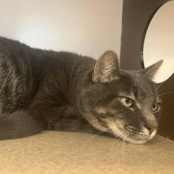Manchester -  Domestic Short Hair Cat for Adoption in Park City, Utah - Manchester | PetCurious