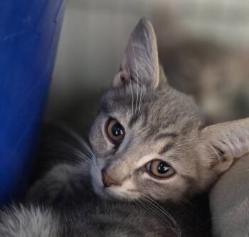 Mystic -  Domestic Short Hair Cat for Adoption in Saginaw, Michigan - Mystic | PetCurious