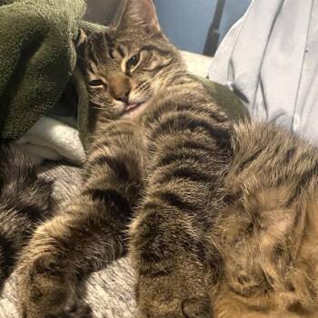 Andromeda Constellation -  Tabby and Domestic Short Hair Cat for Adoption in Friendswood, Texas - Andromeda Constellation | PetCurious