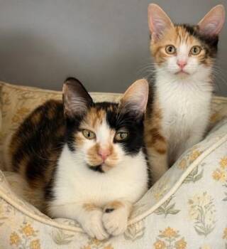 Elowen -  Domestic Short Hair Cat Available for Adoption in Port St. Joe, Florida - Elowen | PetCurious