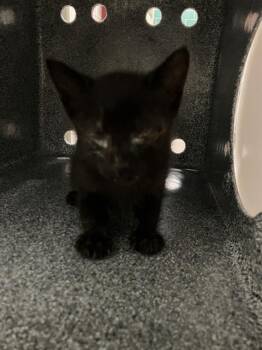 Domestic Short Hair Cats Available for Adoption in Dallas, Texas - COWBOY | PetCurious