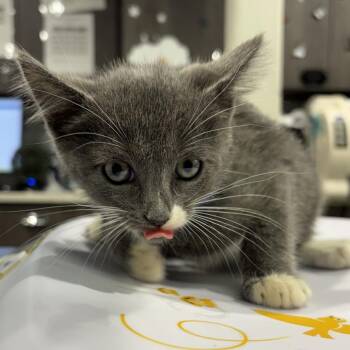 Ralphie -  Domestic Long Hair Cat for Adoption in Tampa, Florida - Ralphie | PetCurious
