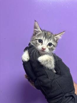 61555582 -  Domestic Short Hair Cat for Adoption in El Paso, Texas - 61555582 | PetCurious